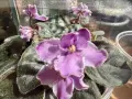 Saintpaulia Сейнтполия Сентполия African Violet Aфриканска теменужка стайна теменужка Фiалка цветя, снимка 4