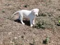 Кученца Дого Аржетино, снимка 5