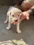 Дого Аржентино !, снимка 4