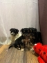 Мини йоркширски териери, снимка 2