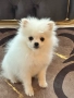 Куче померан шпиц, снимка 1
