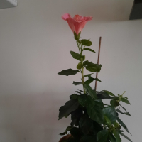 китайска роза , снимка 2 - Стайни растения - 44567393