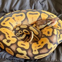 Продавам кралско питонче, питон, ball python, снимка 3 - Змии - 43486246