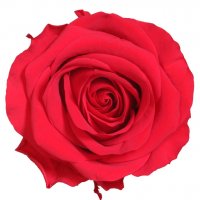 Луксозна вечна роза в опаковка BEAUTY & THE BEAST, снимка 2 - Романтични подаръци - 31691278
