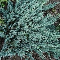 Хвойна Блу Чип, Juniperus hor. Blue Chip , снимка 1 - Градински цветя и растения - 39298508