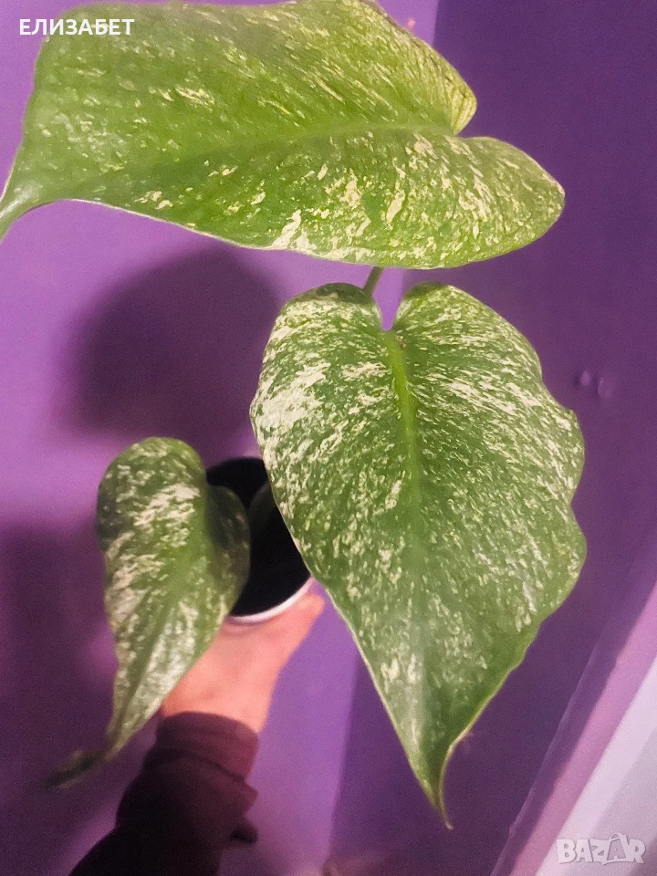 Monstera mint monstera, снимка 1