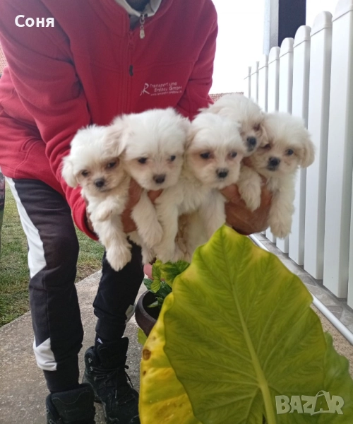 Малтийски болонки , снимка 1