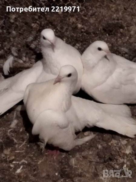 Бели старозагорски високолетачи, снимка 1