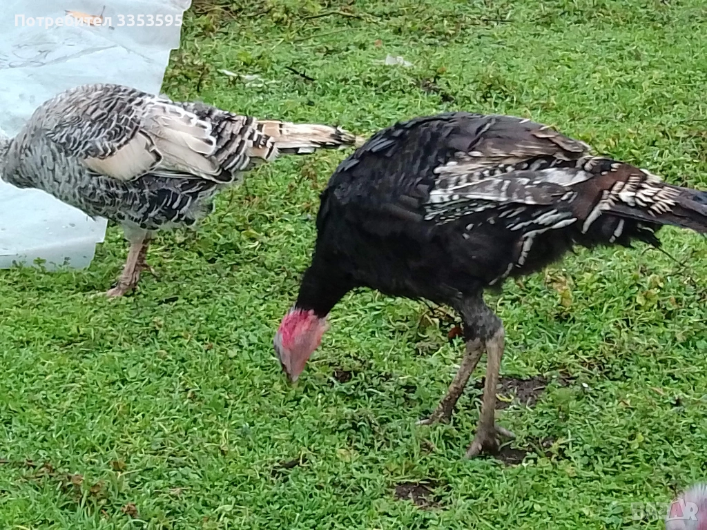 продавам пуйки и пуяци, снимка 1