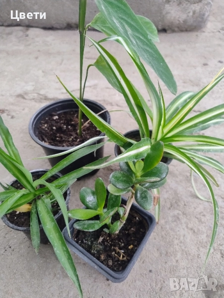 Продавам комплект стайни растения , снимка 1