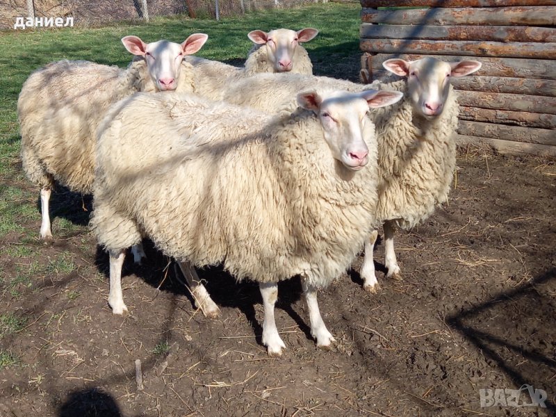 източнофризийски овце-Дзвизки, снимка 1