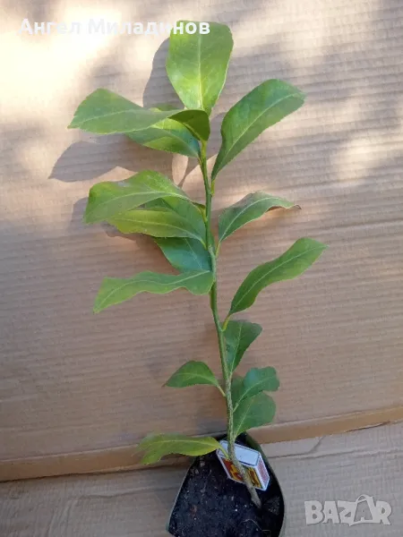 Стаен лимон, облагороден , снимка 1