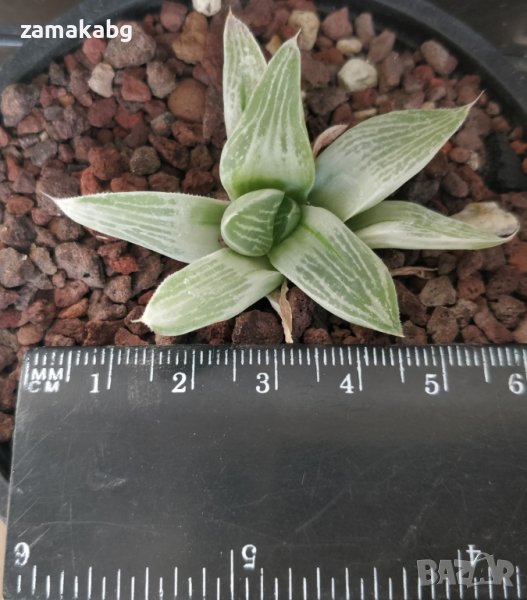 Хавортия (Haworthia Milky Way), вкоренено сукулентно растение, снимка 1