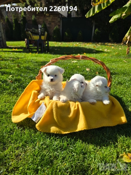 Померан Померанче , снимка 1