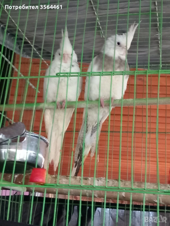 Корели-чифт: белолики "Албино" продавам , снимка 1