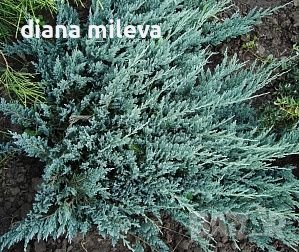 Хвойна Блу Чип, Juniperus hor. Blue Chip , снимка 1