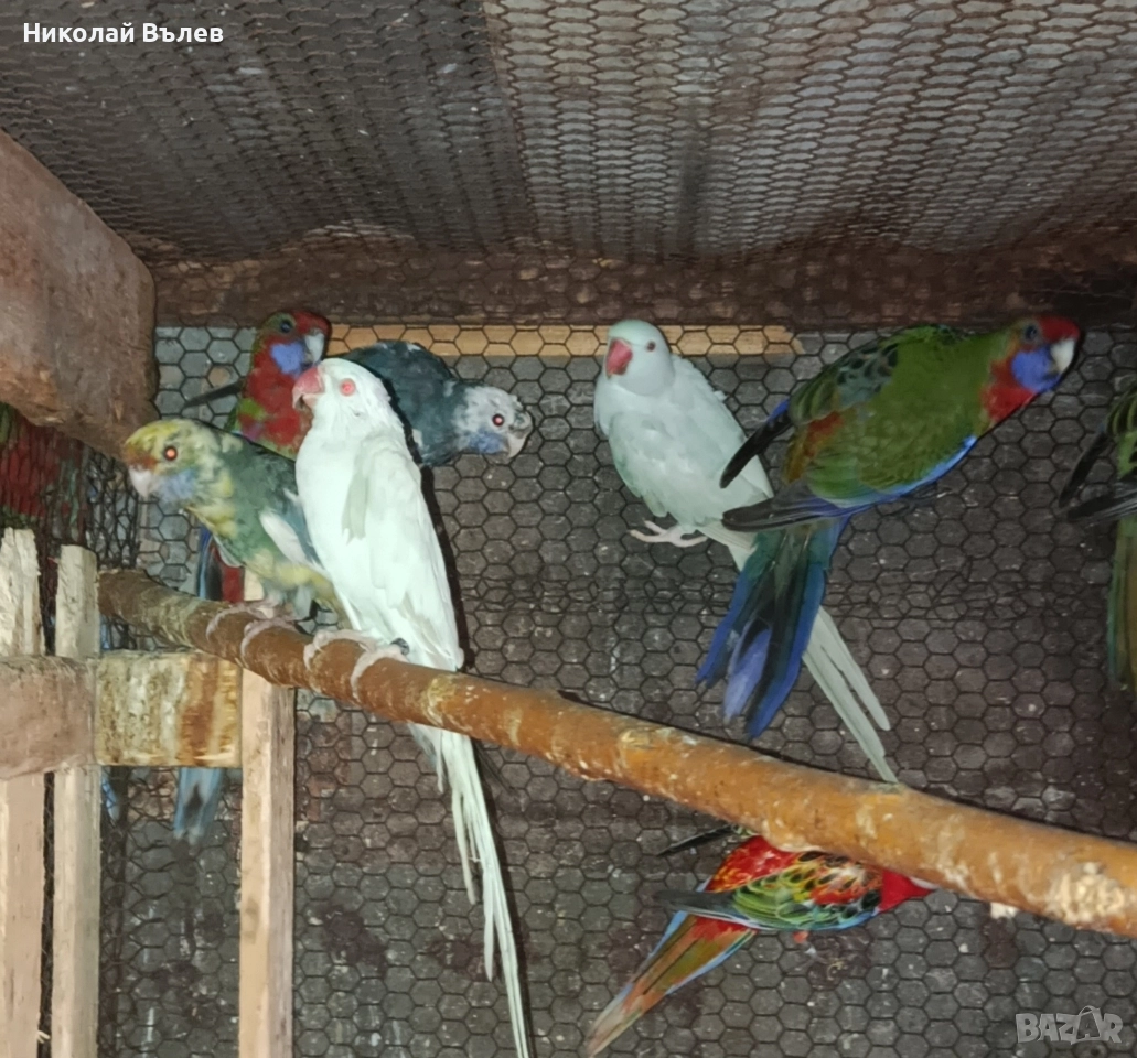 Полово зрели женски Александри , снимка 1