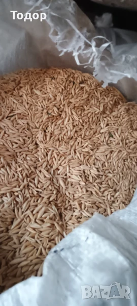 Продавам овес., снимка 1