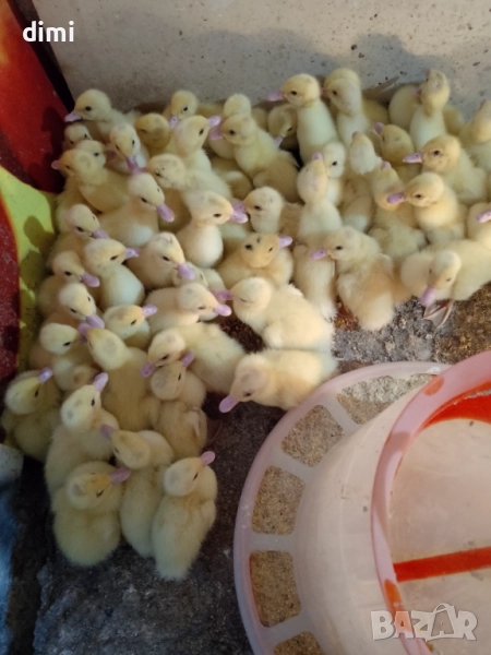 Свободни патета(юрдечки)  , снимка 1