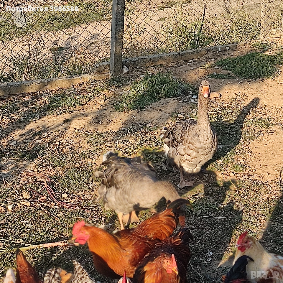 Гъски чифт къдрави гъски, снимка 1