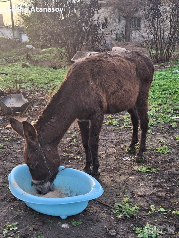 Продавам магаре , снимка 1