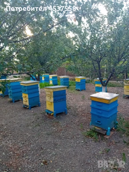  Пчелни семейства 22 броя с по два магазина, снимка 1