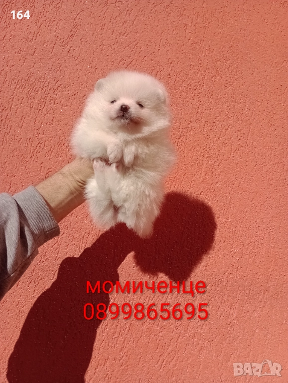 Померани. Белички. Реални снимки от 29.12.25 г., снимка 1