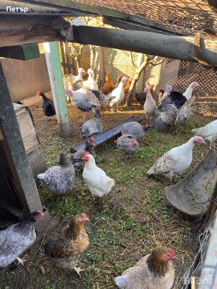 Продавам пуйки, снимка 1