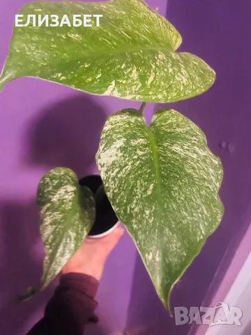 Monstera mint monstera