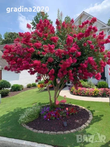 Лагерстремия -индийски люляк , снимка 5 - Градински цветя и растения - 45845737