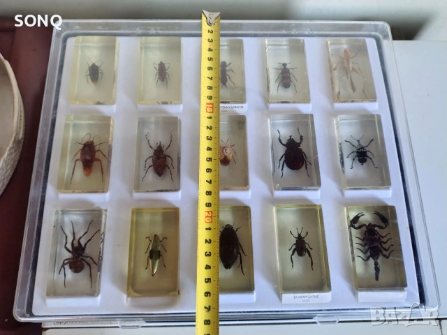 Страхотна Колекция Хербарий От Буболечки,Насекоми №2, снимка 11 - Колекции - 53174303