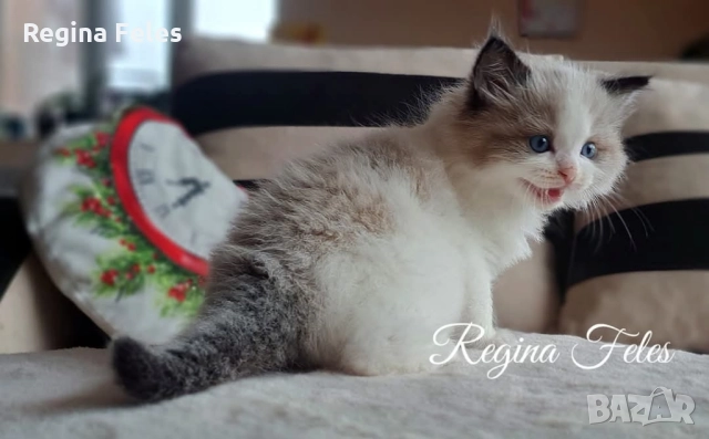 Рагдол мъжки котарак с родословие от лицензиран развъдник, снимка 6 - Други - 51943035