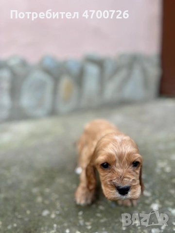 Кокер Шпаньол , снимка 3 - Кокер шпаньол - 52997505