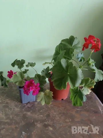 Комплект Мушката