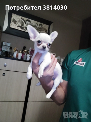 Чихуахуа, снимка 4 - Чихуахуа - 52873076