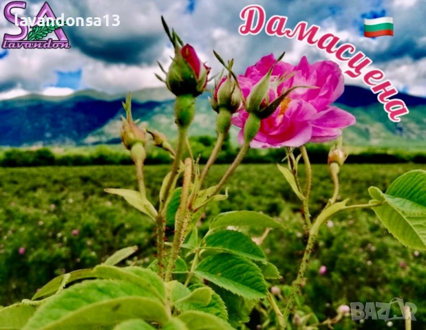 Българска Маслодайна Роза – Дамасцена, Алба, Сентифолия | Разсад, снимка 2 - Градински цветя и растения - 42641069