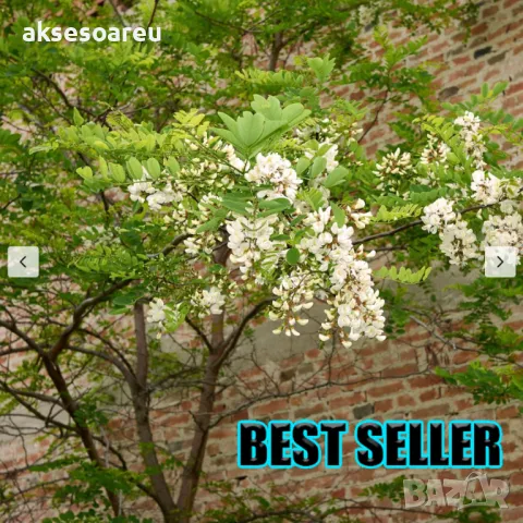 Продавам 400 висококачествени семена от бързо растяща Бяла медоносна акация Бял облагороден салкъм , снимка 10 - Сортови семена и луковици - 49258986
