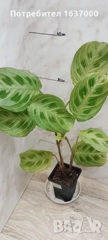 Маранта Light veins 