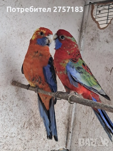 продавам пенантови розели, снимка 4 - Папагали - 54003203