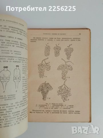 Лозарство 1957г (1и2 част), снимка 7 - Специализирана литература - 51113627