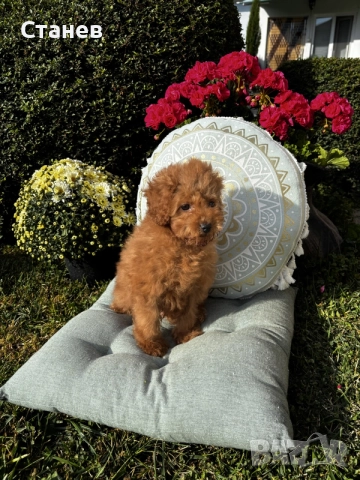 Мини пудели / Mini Poodles