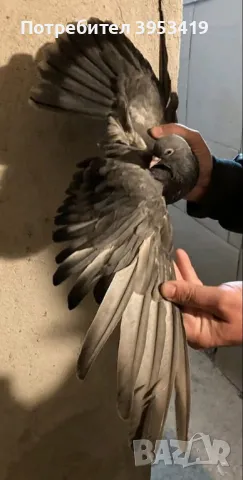 пеперуди, снимка 8 - Гълъби - 49345597