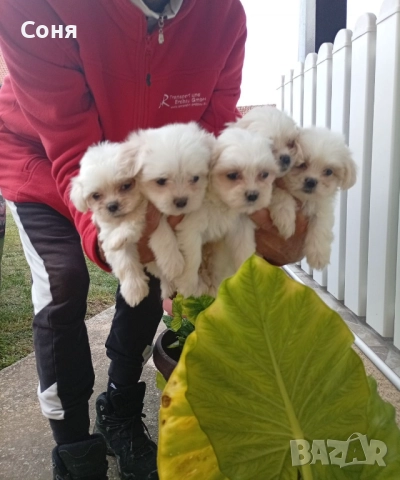 Малтийски болонки , снимка 1