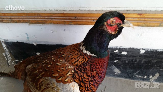 Препариран фазан, снимка 2 - Други ценни предмети - 38008906