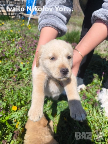 Малки Лабрадор ретривър , снимка 5 - Лабрадор ретривър - 54190522