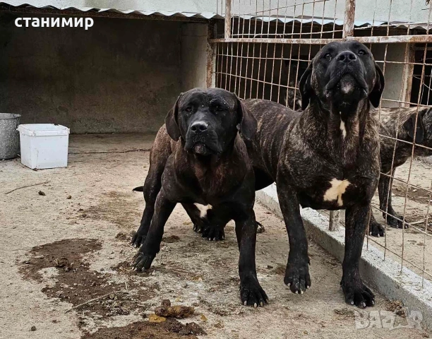 млади кучета, снимка 5 - Други - 54254500