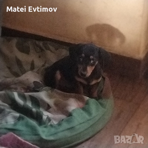 чистокръвен Дакел, снимка 2 - Дакели - 52460226