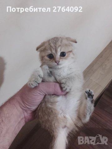 продавам шотландски клепоухи котета