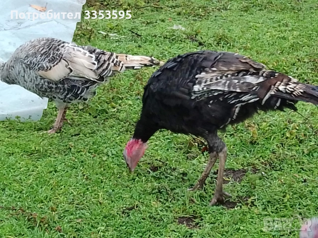 продавам пуйки и пуяци