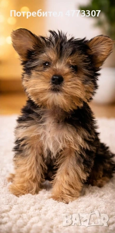 ЙОРКШИРСКИ ТЕРИЕРИ